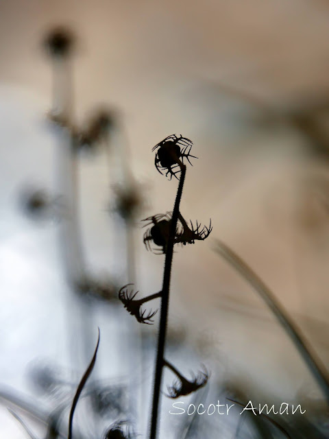 Mitella pauciflora