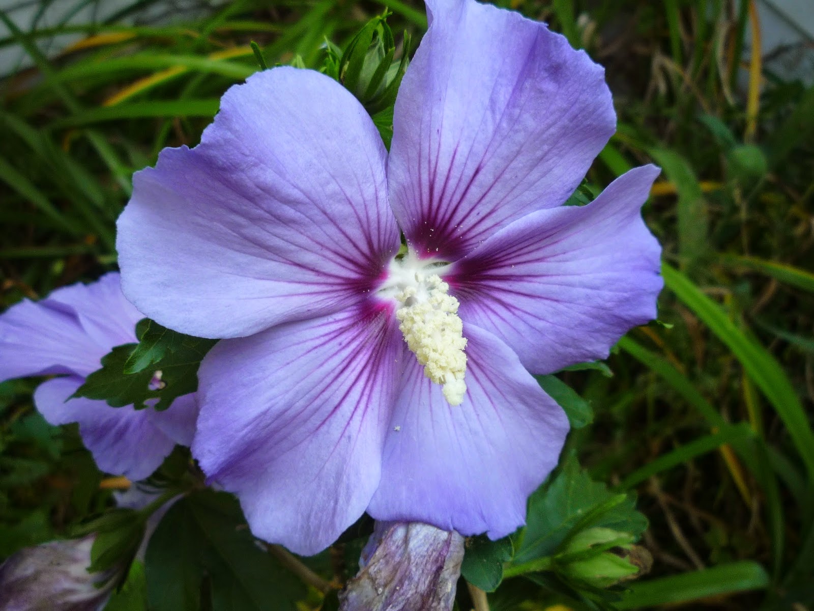 Vermont backyard flowers Aug 2014 | South Burlington ...