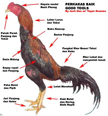 Watu pecak: Tips Mencetak Ayam Sabung Menjadi Petarung Tangguh
