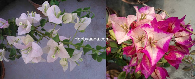 bougainvillea