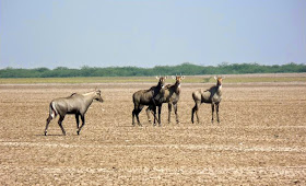 A herd of Nilgai