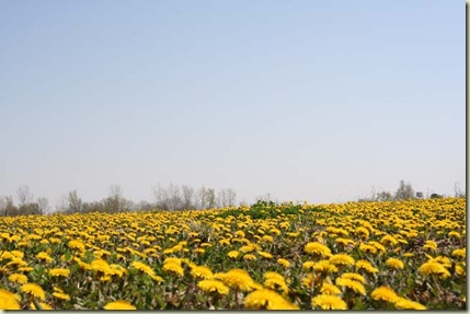 Dandelions