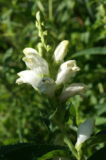 Galane glabre - Chélone glabre - Chelone glabra