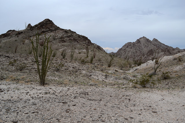 flat with ocotillo