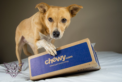 chewy.com