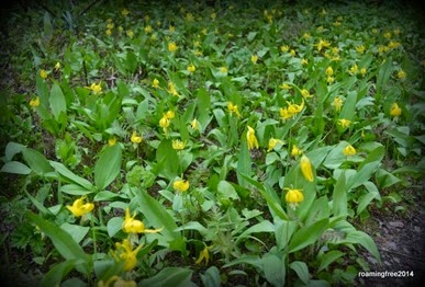Field of yellow flowers
