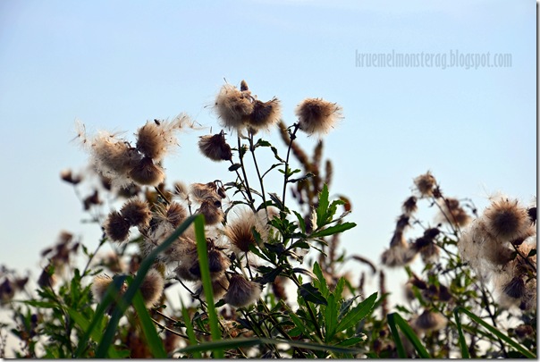 Herbstsonntag (7)