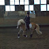 Dressage for the Non-Horsey Boyfriend -Part 4: Canter I or can't I?