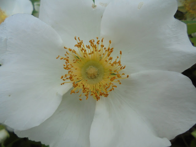 ゆアシス東郷龍鳳閣の垣根の花