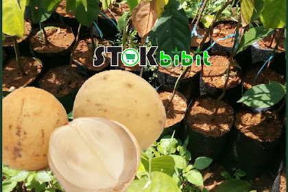 Duku                                                                |          buah duku dalam pot