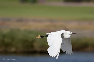 Little Egret in Flight : Over-Exposure Correction 