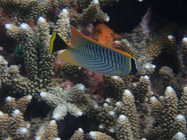 Chaetodon trifascialis