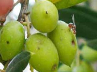 La mouche de l’olivier : Dacus oleae