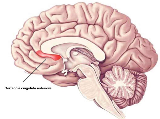 corteccia cingolata anteriore