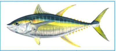 Ikan Tuna Sirip Kuning (Madidihang)