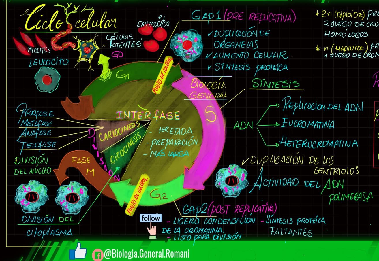 Esquema del ciclo celular y la mitosis con enfoque en las proteínas de control. Se muestran las fases G1, S, G2 y M del ciclo celular, junto con los puntos de control regulados por ciclinas y CDK. En la mitosis se incluyen profase, metafase, anafase y telofase con las proteínas reguladoras que aseguran una división celular precisa.