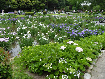 城北菖蒲園のあじさいとハナショウブ