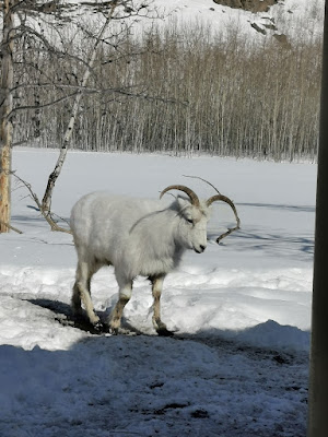 Yukon Wildlife Preserve