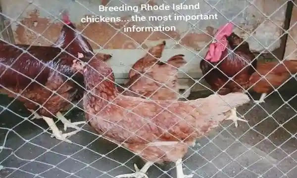 Raising Rhode Island chickens