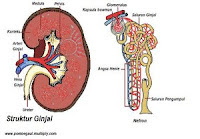 Symptoms of Kidney Cancer 