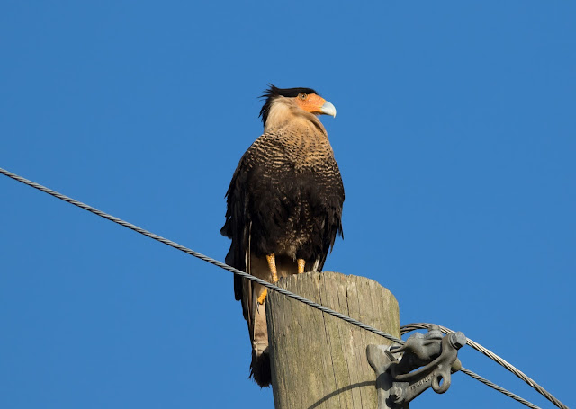 Crested Caracara - Florida