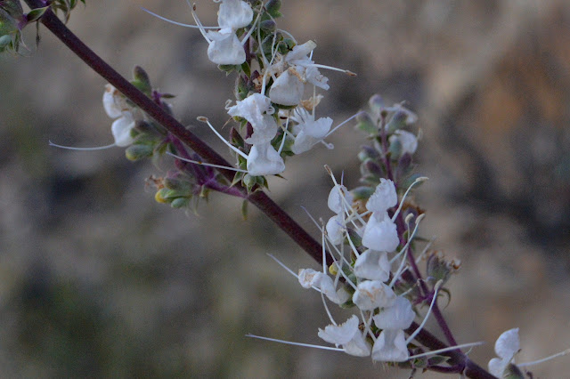 white sage flowers