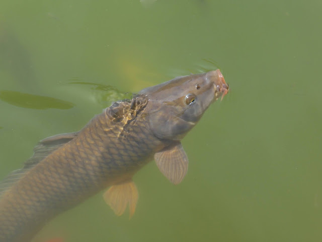 Giardini-Margherita-carpa