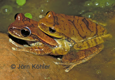 Rana trepadora (Boana marianitae)