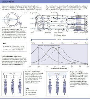 eye colour vision