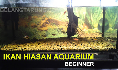 aquarium ikan hiasan air tawar