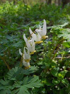 Dutchemen's Breeches (Dicentra cucullaria) is a favorite of queen bumblebees in the early spring in my part of Pennsylvania.