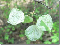 Poplar leaf with leaf borer damage.