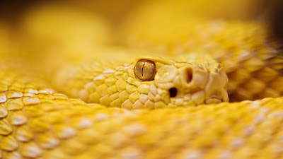 Albino rattlesnake,snake,yellow cobra,wild animals