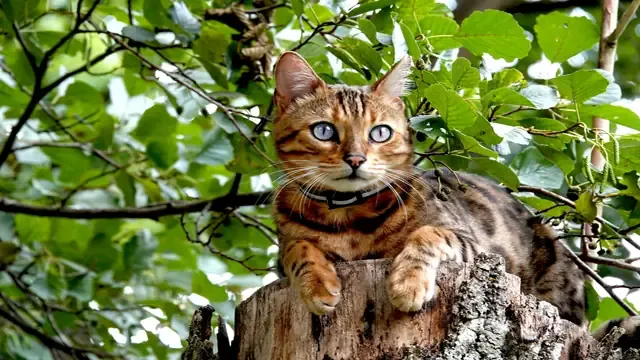 Bengal Cat: The Wild Beauty