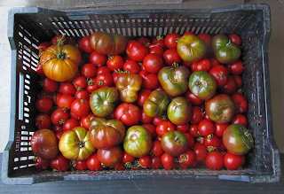 Large Farmer's Bin of Heirloom and Early Girl Tomatoes