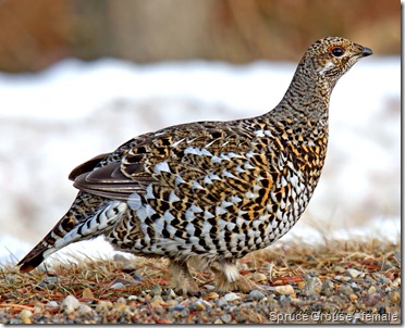 Spruce Grouse - female
