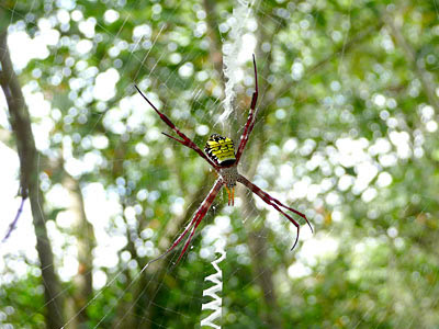 Mangrove St Andrew's cross spider (Argiope mangal)