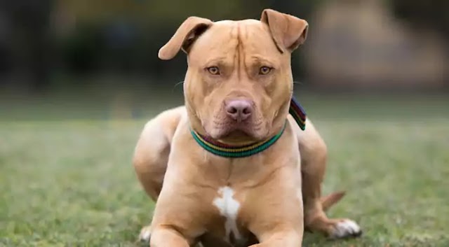 American Pit Bull Terrier Dog Breed Info: Price, Characteristics, Aggressiveness & Facts