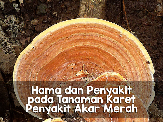 hama dan penyakit pada tanaman karet,penyakit akar merah,hama dan penyakit pada karet,hama tanaman karet,hama penyakit tanaman karet,hama karet,penyakit akar pada tanaman karet,penyakit akar karet,akar merah,jamur Ganoderma pseudoferrum penyebab penyakit akar merah