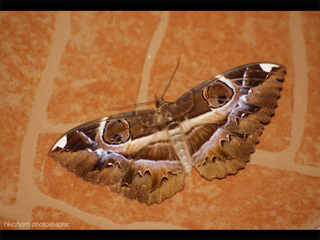 Butterfly on a floor