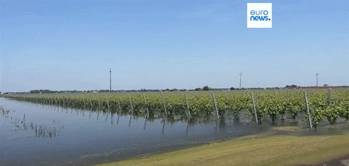 un champ de vigne inondée à Émilie-Romagne en Italie