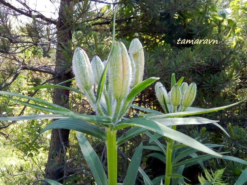 Лилия пенсильванская / Лилия даурская (Lilium pensylvanicum, =Lilium dauricum)