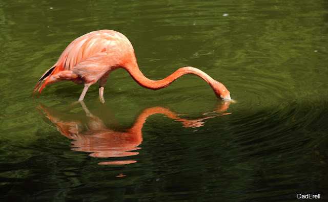 Flamant rose, Parc des Oiseaux de Villars-les-Dombes