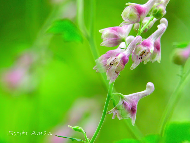 Aconitum fudjisanense