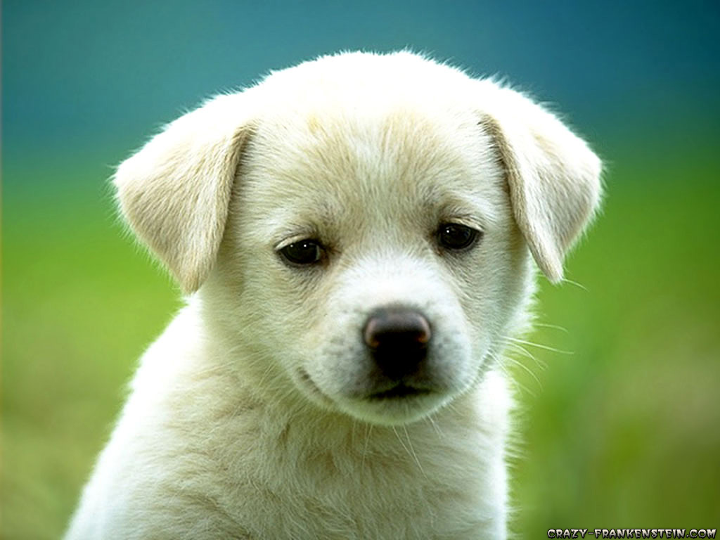 Personal Weblog of Deepak Vasudevan: Cute Little Dog