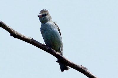 "Yellow-throated Sparrow (Gymnoris xanthocollis),perched on a branch facing the camera."