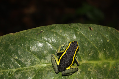 Rã Ameerega Trivittatus