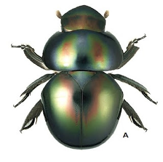 Eusphaeropeltis species