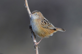 buitron-cisticola-juncidis-