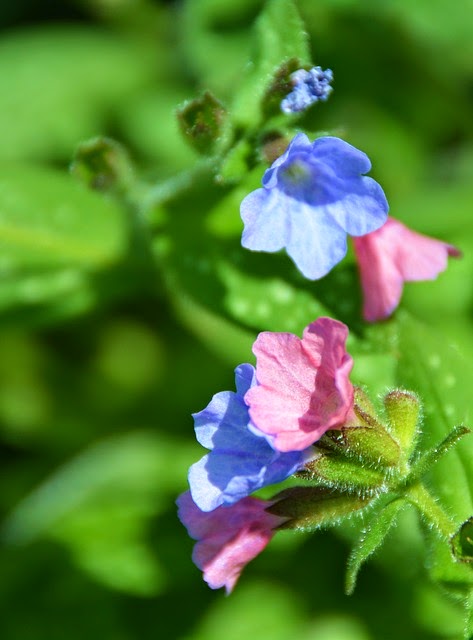 Pulmonaria (Lungwort) Shady border perennial